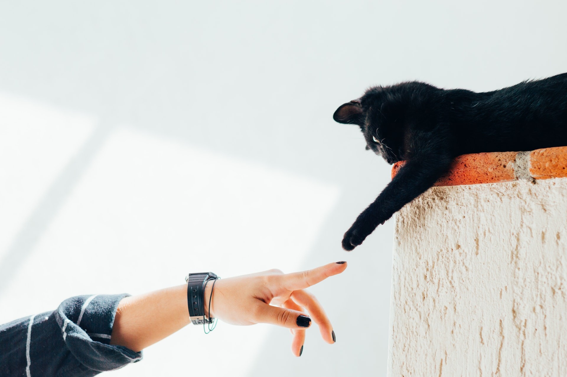 Os gatos possuem personalidades distintas e descobrir o que cada um gosta e não gosta depende da interação com o tutor  (Foto: Unsplash/Humberto Arellano/CreativeCommons)