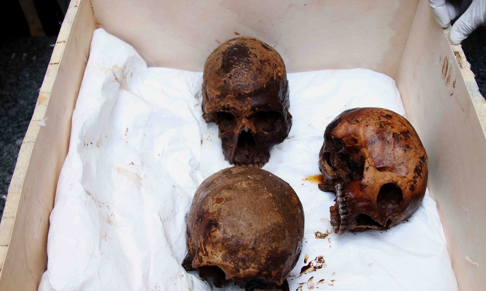 Crânios encontrados no sarcófago (Foto: Egyptian Ministry of Antiquities Handout)