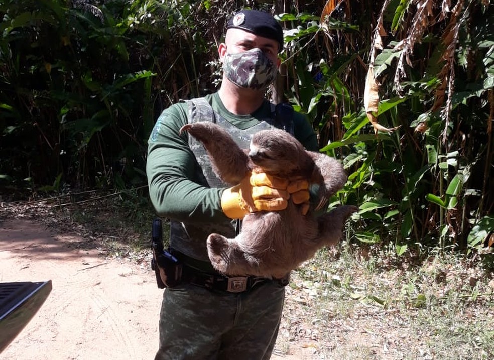 Bicho-pregui&ccedil;a foi resgatado em situa&ccedil;&atilde;o de risco pela equipe florestal da GMJ. &mdash; Foto: Divulga&ccedil;&atilde;o/GMJ