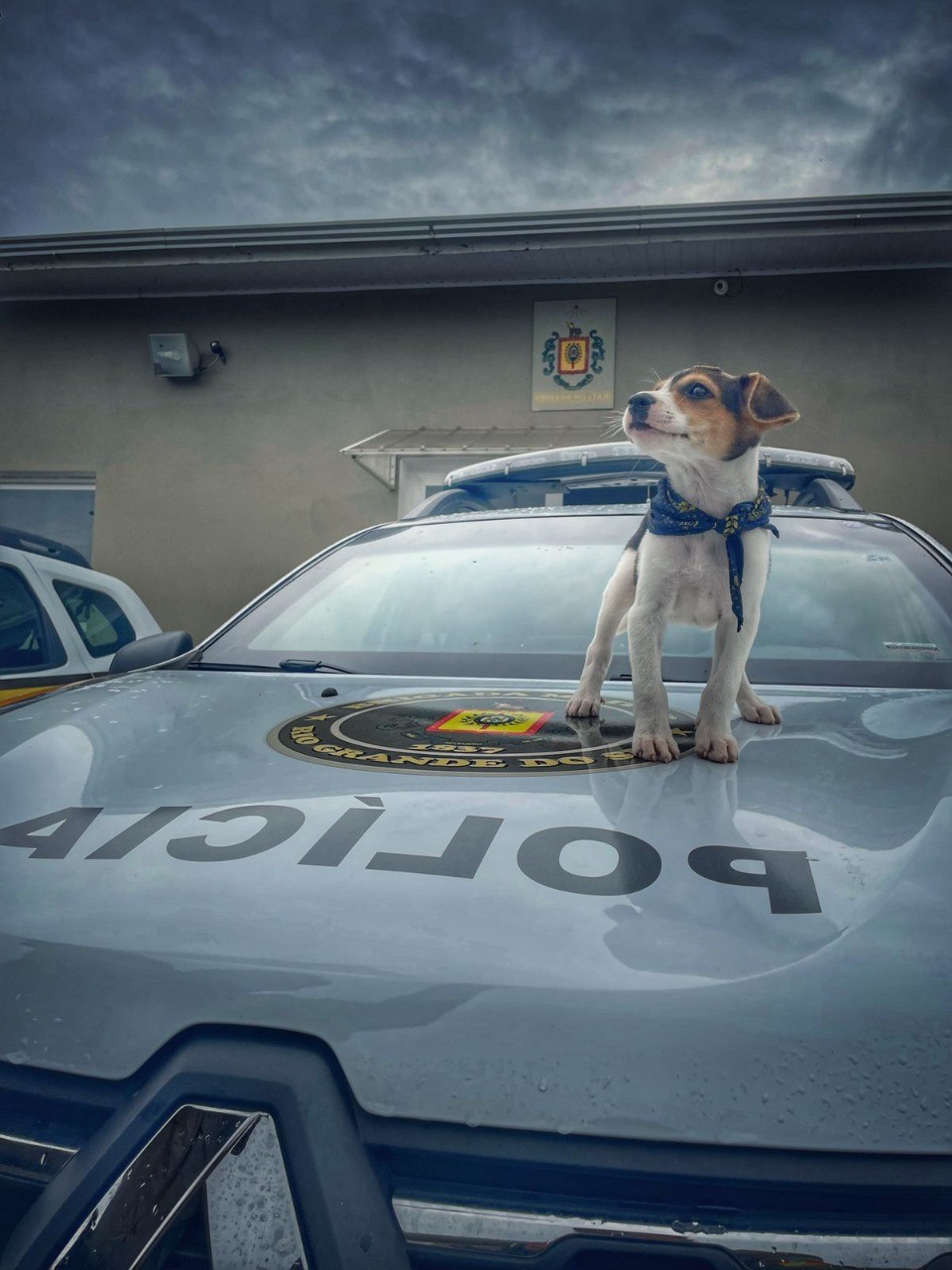 Cão abandonado é adotado pela Brigada Militar em Farroupilha