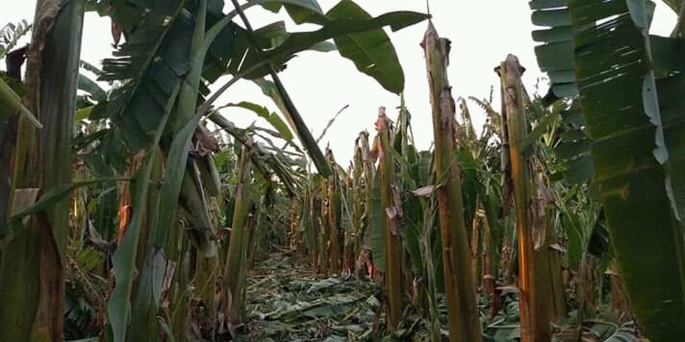 Folhas foram arrancadas pela força da ventania na plantação de bananas — Foto: Divulgação