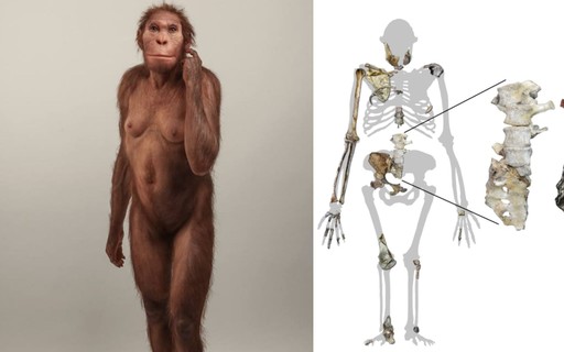 Macaco Sapiens
