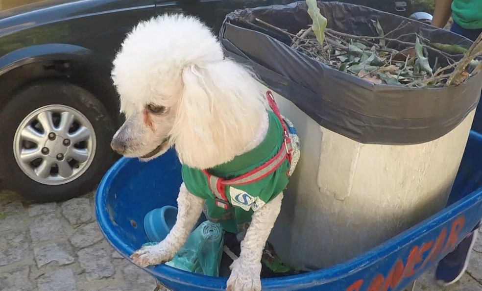 'Algodão', cão gari da cidade de Colatina — Foto: Reprodução/TV Gazeta