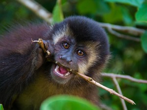 G1 - Macaco-prego é inteligente e pode saltar até três metros de