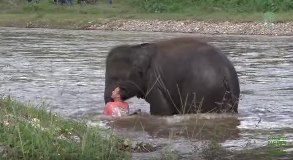 A operação animal de 'salvamento'