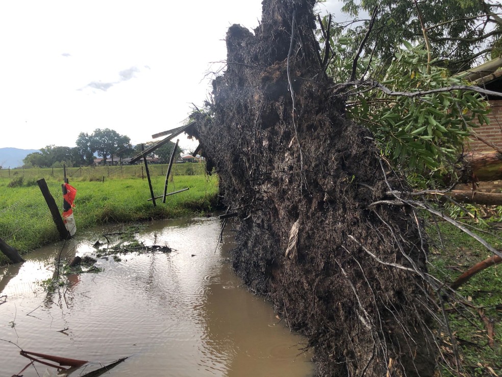 Árvore é retirada do solo com forte chuva que atingiu Guaratinguetá — Foto: Vitoria Miranda/ Vanguarda Repórter