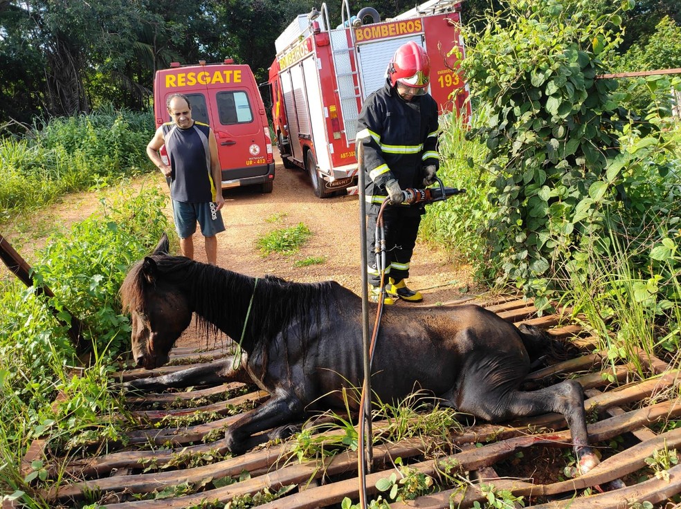 Égua presa em ponte foi resgatada pelos bombeiros — Foto: Corpo de Bombeiros