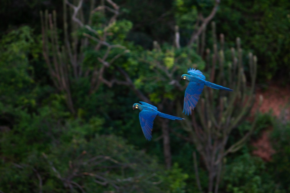 Casal de arara-azul-de-lear sobrevoa a área da Toca Velha, em Canudos, no norte da Bahia — Foto: Marcelo Brandt/G1