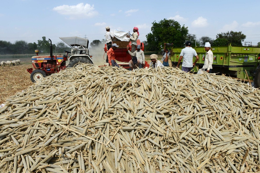 Pesquisadores obtiveram a sequência do seu genoma completo, de mais de 38 mil genes (Foto: Sam Panthaky / AFP )