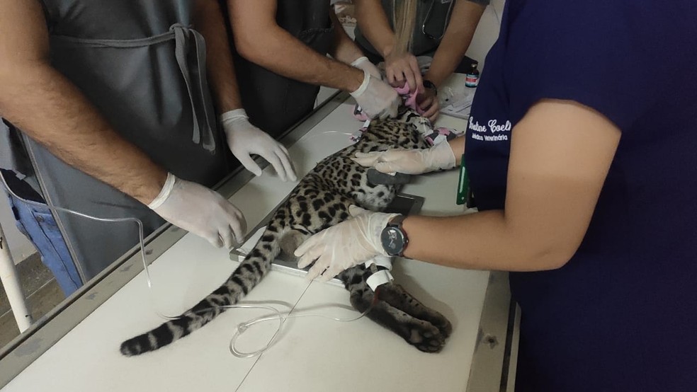 Jaguatirica vista em Mossoró passa por tratamento com médicos veterinários — Foto: Isaiana Santos/Inter TV Costa Branca