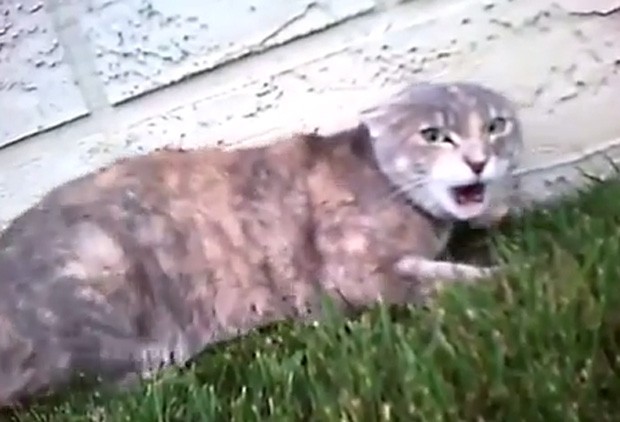 G1 - Vídeo mostra gatos disputando game felino no tablet - notícias em  Planeta Bizarro