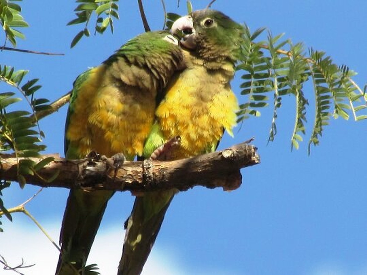 Metalurgico Flagra Casal De Periquitos Da Caatinga No Mato Grosso Vc No Terra Da Gente G1