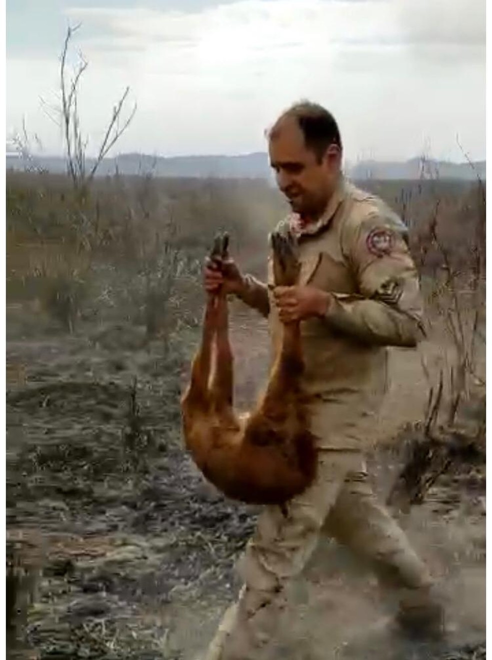 Momento em que o cervo é recuperado e levado para outro ambiente em MS — Foto: Corpo de Bombeiros/Divulgação
