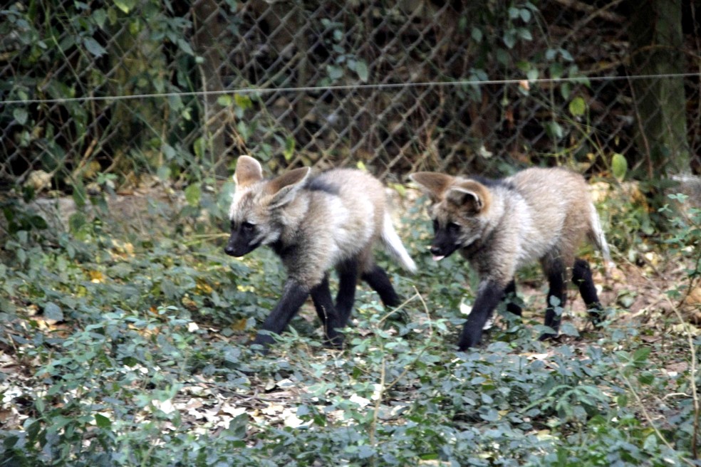 Filhotes de lobo-guará são colocados em exposição no zoológico de Bauru  — Foto: Nayara Campos/Prefeitura de Bauru