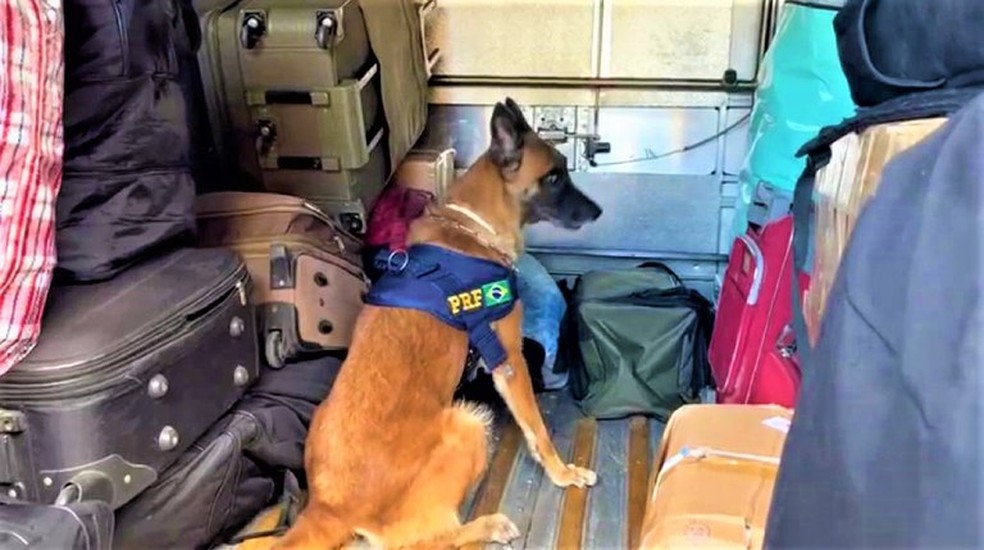 Cadela encontrou drogas na bagagem de um dos passageiros — Foto: Polícia Rodoviária Federal