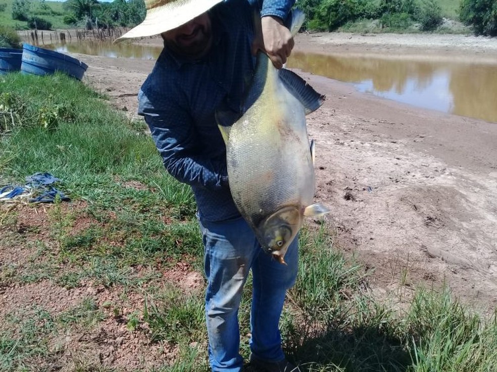 Peixe Tambatinga.  — Foto: Ednei Pereira/Arquivo pessoal