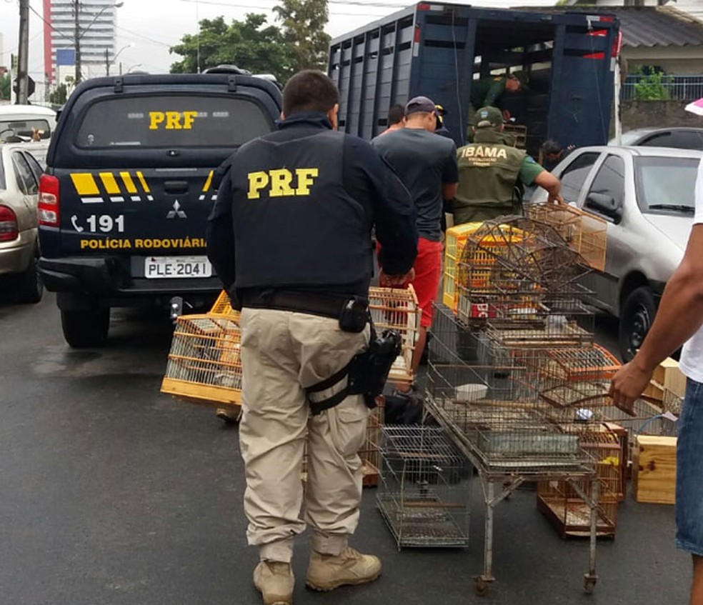 Dezesseis são detidos e 528 aves apreendidas em operação de combate ao tráfico de animais silvestres na Bahia â€” Foto: Divulgação/PolÃ­cia Rodoviária Federal