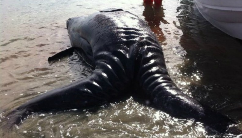 Primeiras baleias gêmeas siamesas do mundo aparecem mortas no México (Foto: Divulgação)