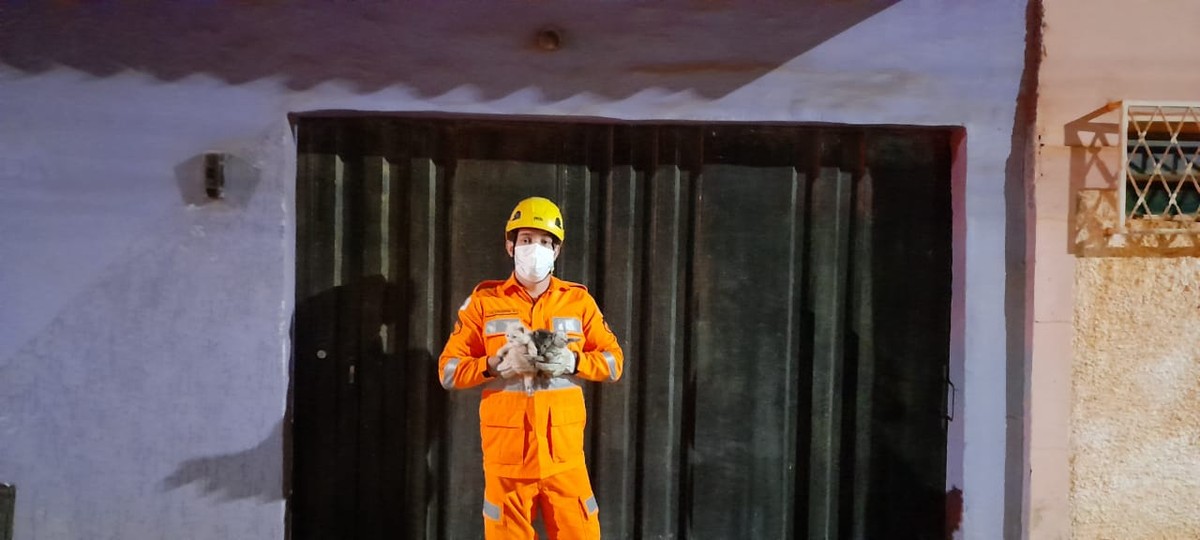Bombeiros salvam filhotes de gato presos em cano de escoamento de água: 'Gata pariu no telhado e eles desceram pelo cano'
