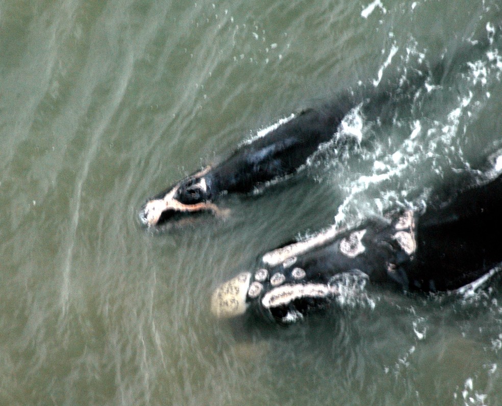  Baleia-franca foi avistada em SC no ano de 2007 com o filhote — Foto: Instituto Australis/Divulgação