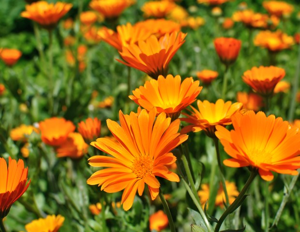 closeup of a medical  marigold flowers in the meadow (Foto: Getty Images/iStockphoto)