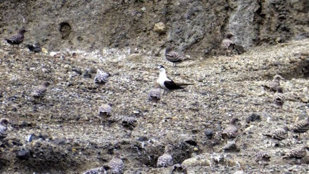 Os cientistas tambÃ©m encontraram aves marinhas trinta-reis-das-rocas (Onychoprion fuscatus) na nova ilha â Foto: Dan Slayback