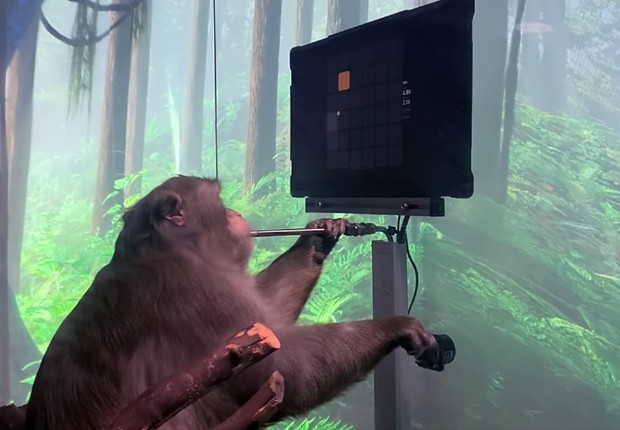 Macaco com chip joga game a troco de banana. Vídeo