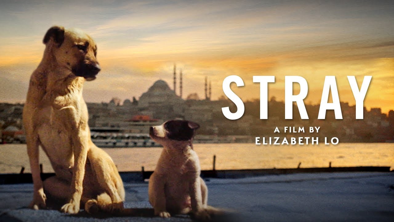 Cães de rua têm seu bem-estar garantido por lei na Turquia (Foto: Divulgação/Stray)