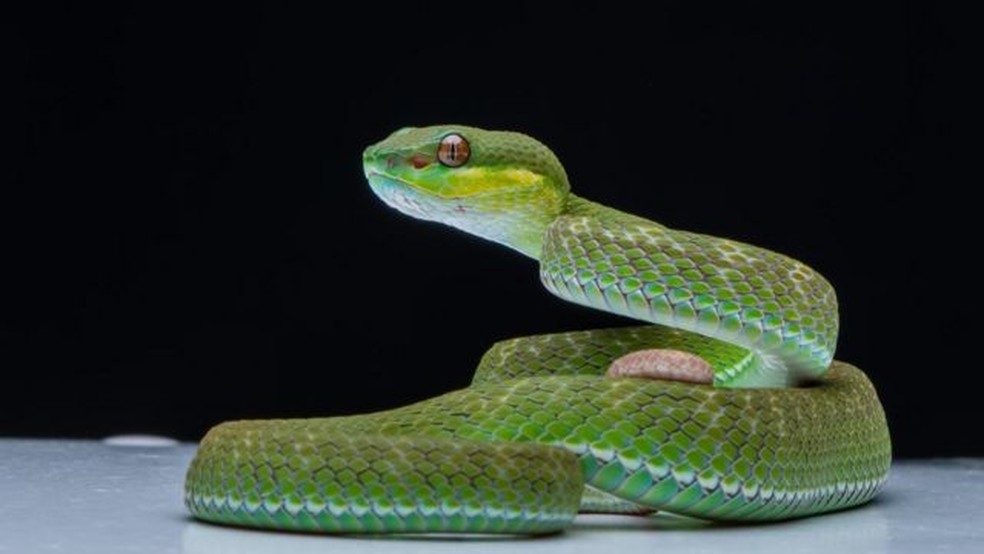 Descoberta do clitóris em cobras sugere que pode haver sedução e prazer no processo de acasalamento — Foto: GETTY IMAGES