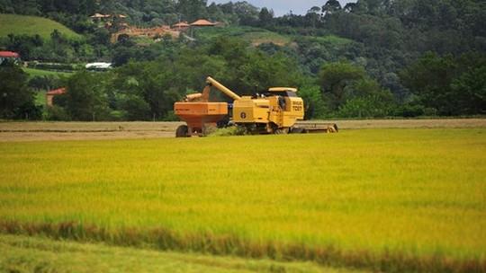 RS colheu 12% da área semeada de arroz da safra 2022/23