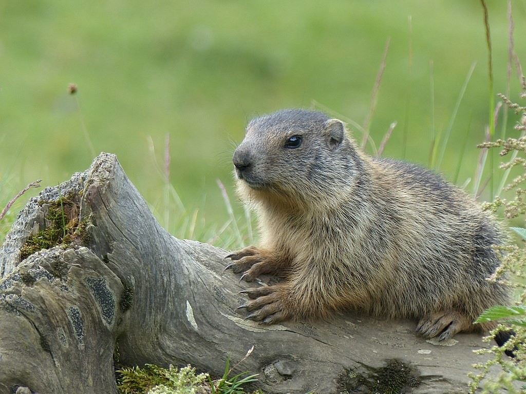 Consumo de carne de marmota leva a novos casos de peste bubônica na Mongólia. Acima: Marmota alpina perto da cidade de Salzburgo, na Aústria. (Foto: Armatus1995/Wikimedia Commons)