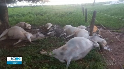 Raio mata várias cabeças de gado no interior do Tocantins