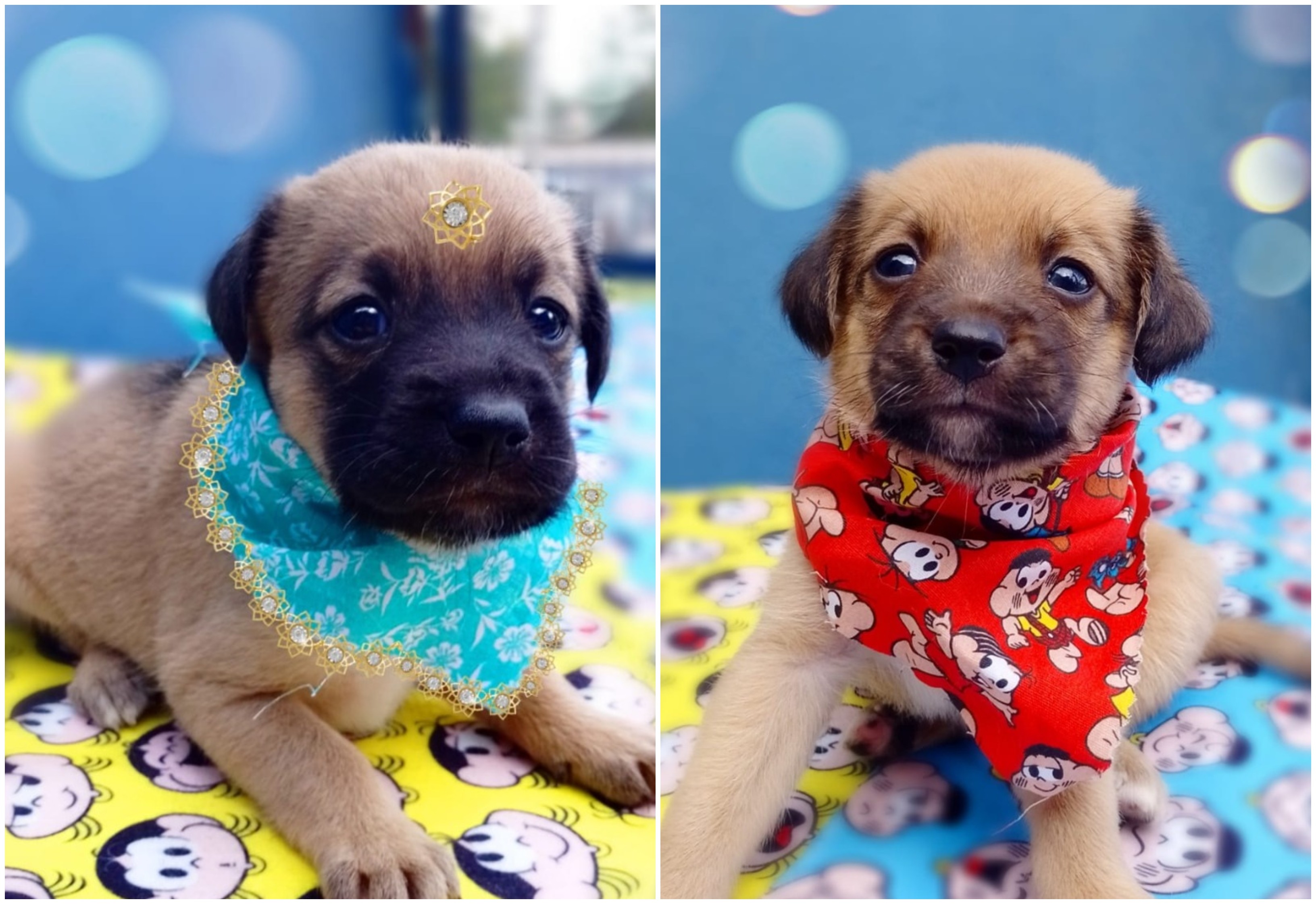 Cães filhotes abandonados dentro de saco ganham nomes inspirados na Turma da Mônica e fazem sessão de fotos para adoção