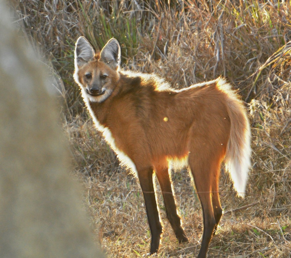 Lobo-guará é filmado por observador em Pouso Alegre (MG) | Vc no ...