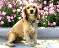 Cocker spaniel: o cão de companhia amoroso e dedicado