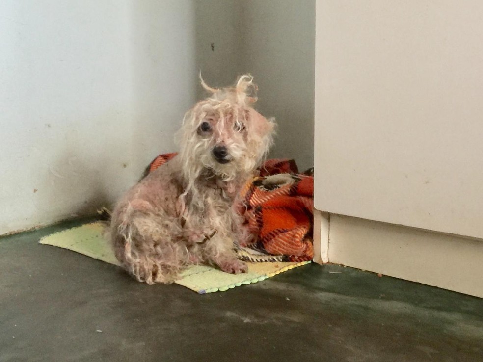 Cachorrinha Sandy insiste em permanecer na casa dos donos que morreram  â Foto: FlÃ¡vio Dias/TV Morena