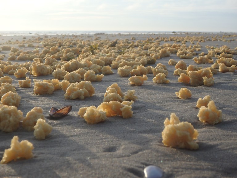 Bolas amarelas encontradas na França (Foto: Sea-Mer Association)