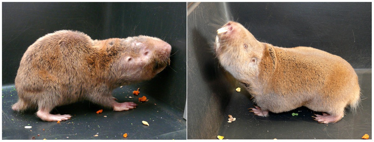 Fotografia de um rato-toupeira-russo. Quando adultos, podem chegar a pesar 1kg.  (Foto: Wikimedia Commons / Philip Dammann )