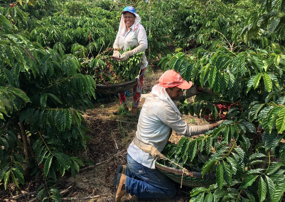 A comercialização de café da safra brasileira 2022/23 chegou a 91% da estimativa de área até o último dia 10