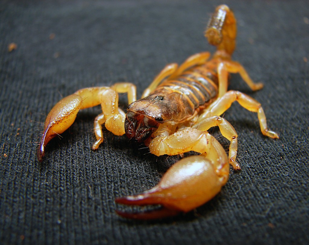 Escorpião está se acostumando às áreas urbanas, dizem especialistas (Foto: Flickr/Matt Reinbold)