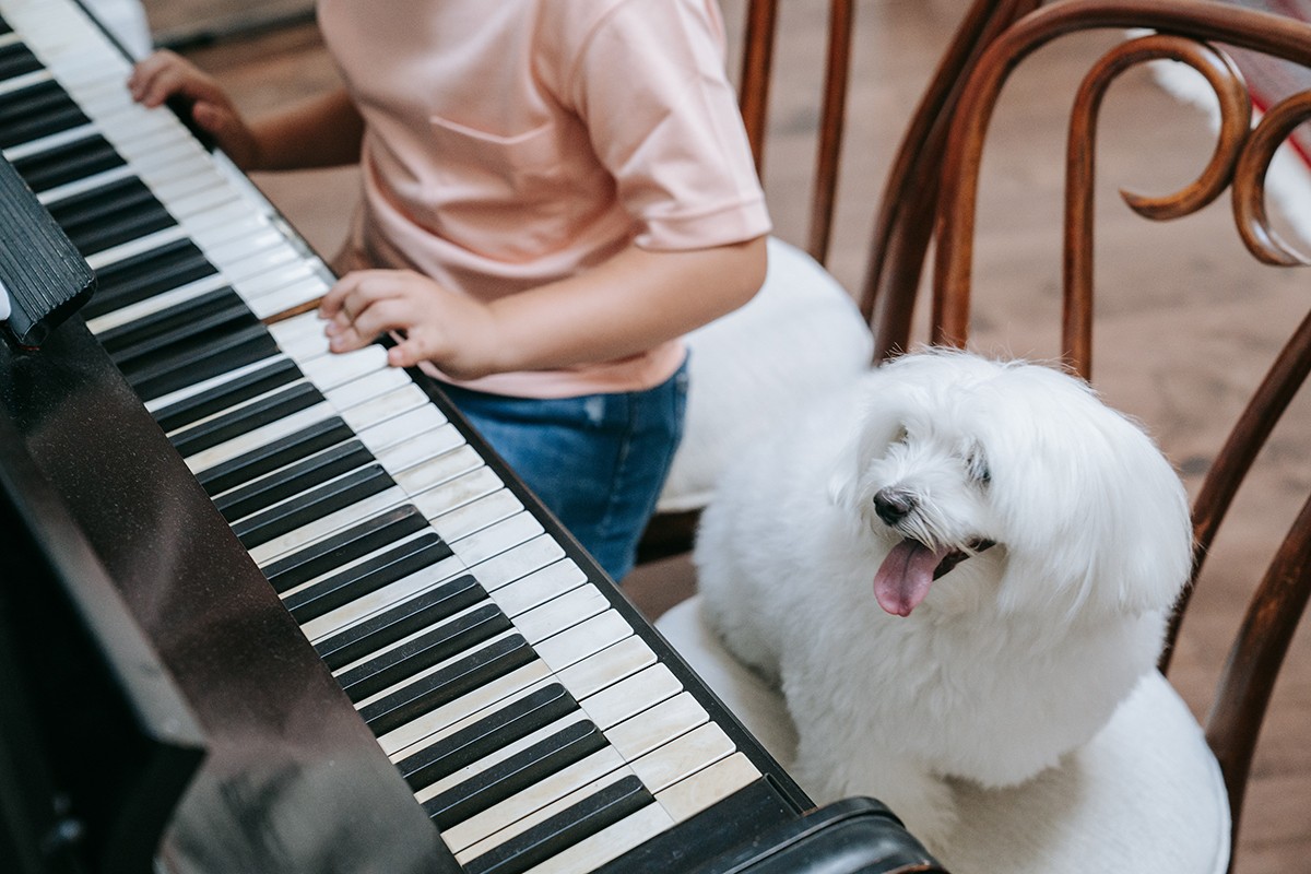 A música clássica se provou mais capaz de reduzir a ansiedade em cães (Foto: Pexels/ Katya Wolf/ CreativeCommons)