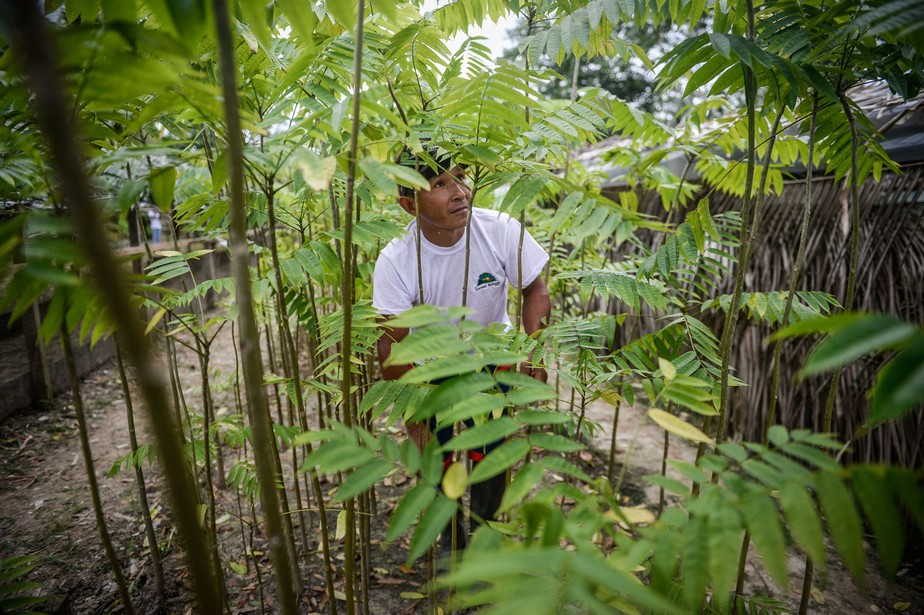 No coração da Amazônia peruana, um exemplo de busca por soluções: um pesquisador espanhol conseguiu germinar maciçamente três espécies de árvores ameaçadas, o que poderia se tornar uma solução para o