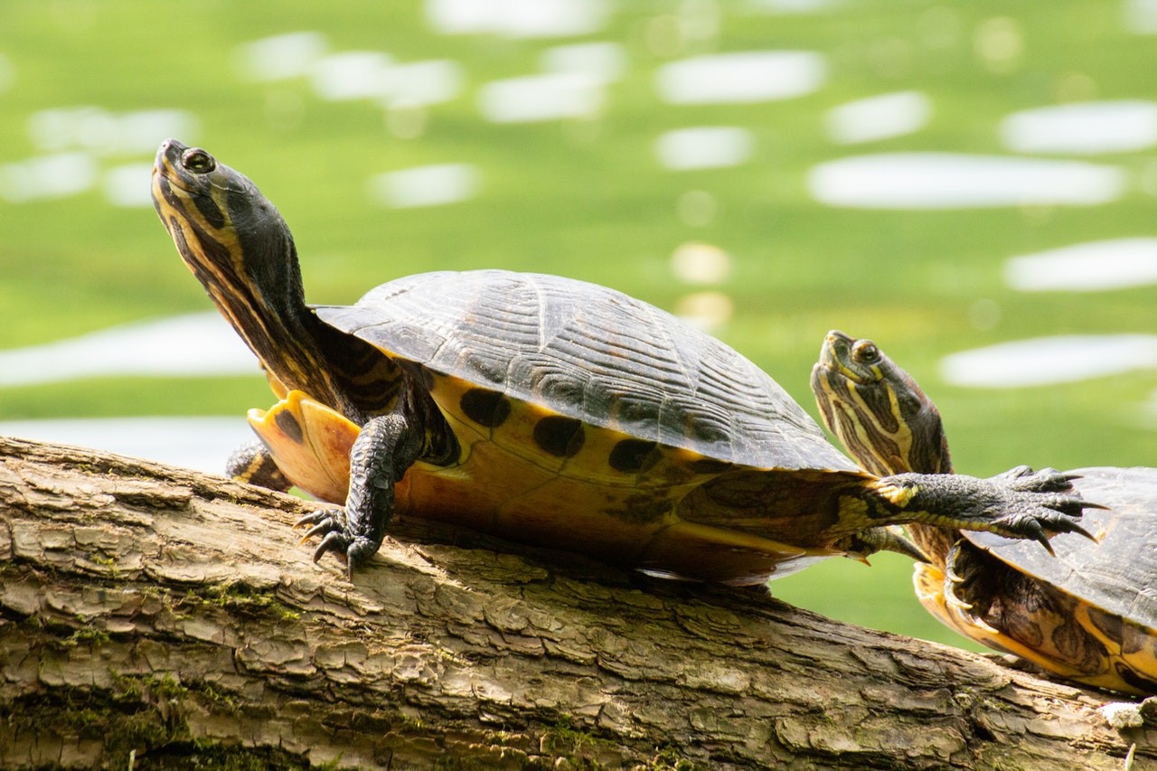 Ao contrário das tartarugas e jabutis, os cágados são relativamente pequenos em sua maioria (Foto: pexels/ ivan-rebic/ CreativeCommons)