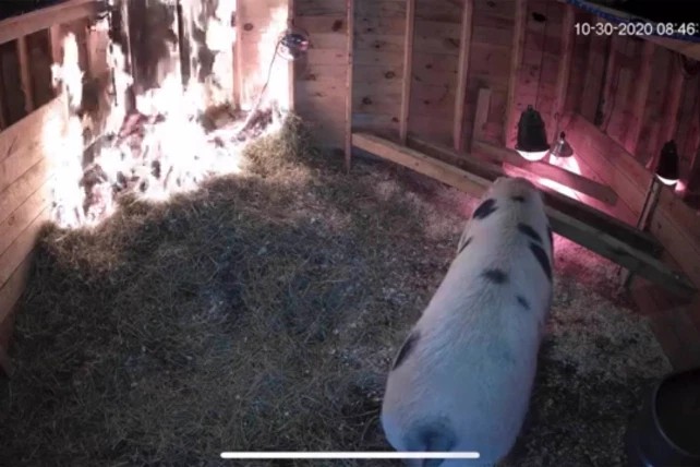 Mulher salva porca grávida de incêndio ao acompanhar livestream (Foto: Reprodução)
