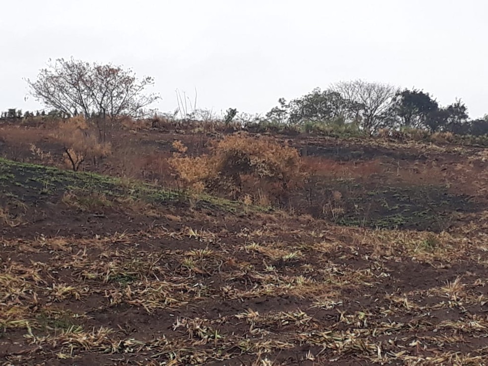 Áreas queimadas foram em Pacaembu e Marabá Paulista — Foto: Polícia Ambiental 