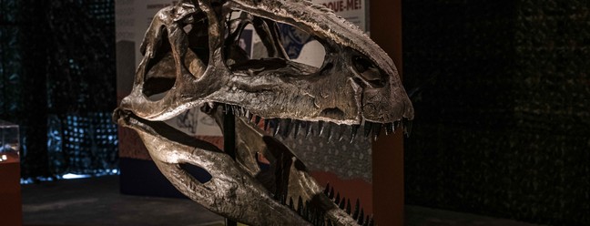 Um dos fósseis expostos, a cabeça do giganotosaurus tem 1,56 metro: um dos maiores dinossauros carnívoros conhecidos, com 13m de comprimento e 4m de altura — Foto: Divulgação/Caio Gallucci