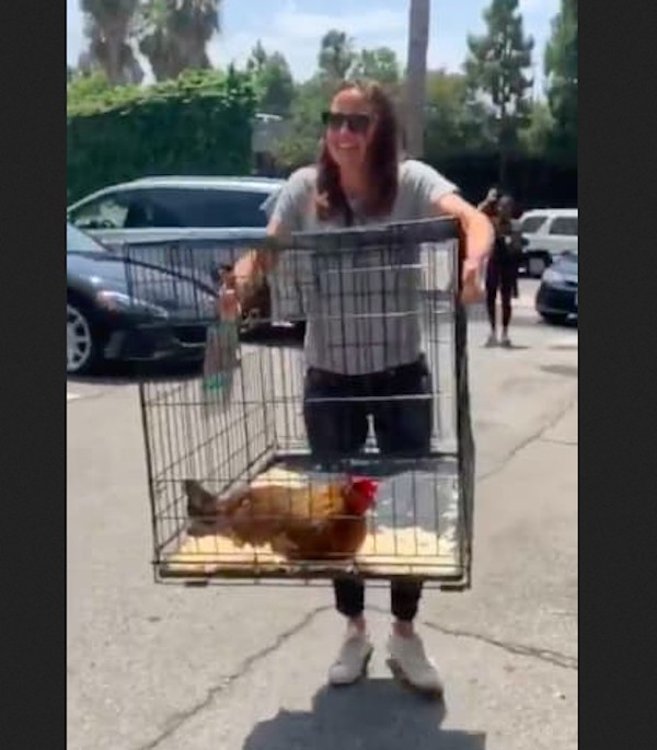 A atriz Jennifer Garner levando a galinha Goonyi no veterinário que a sacrificou (Foto: Instagram)
