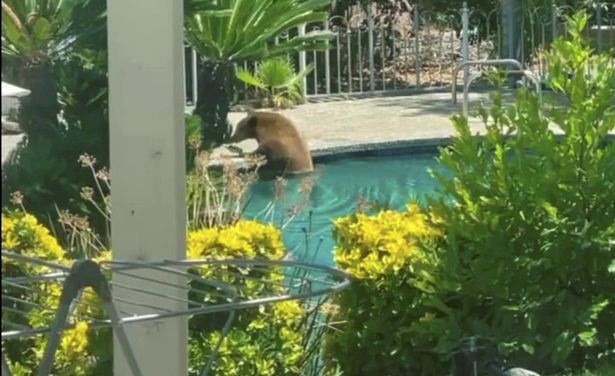 O urso mergulhou na piscina da casa da família (Foto: Reprodução/ Youtube)