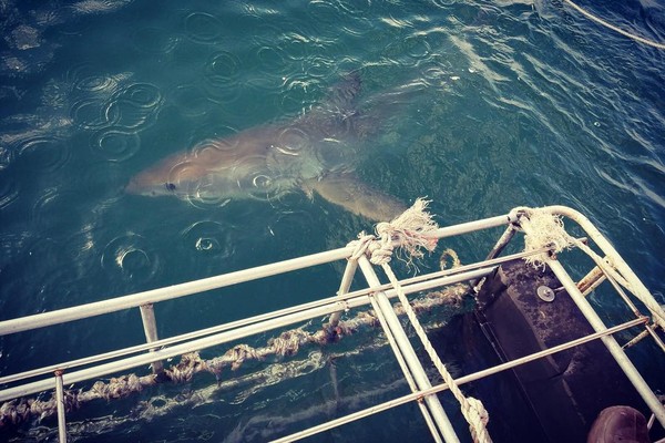 Foto que Phelps postou nas redes sociais em que diz que desejou um dos seus desejos ao mergulhar em gaiola em águas com tubarões (Foto: Reprodução/Instagram)