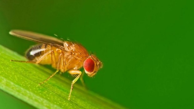 As fugas bem-sucedidas de moscas-das-frutas mais espertas podem ter deixado os cientistas cruzando um grupo menos inteligente em laboratório (Foto: Getty Images via BBC)